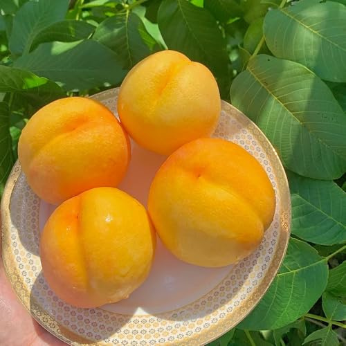 Semillas resistentes de melocotonero, semillas de melocotón, jardín decorativo, fácil de plantar fruta columnar resistente plantas frutales, plantas decorativas Semillas de bonsái, 10pcs