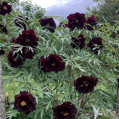Bulbi di peonia, decorazione da giardino per esterni bulbi di primaverili di resistenti all'esterno bulbi di decorazione soggiorno 3pcs