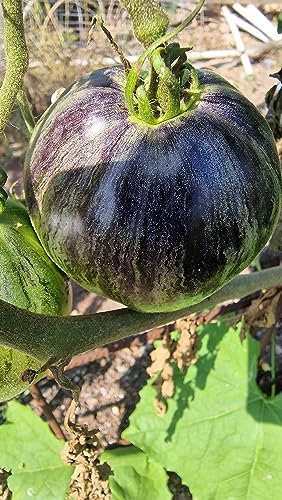 Blue Zebra Tomato Seeds - 15 Fresh Blue Zebra Tomato Seeds