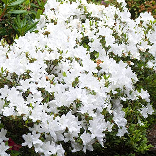 Azalea Japonica Plant - White | Bushy Evergreen Flowering Outdoor Garden Plant in 9cm Pot | Pack of 2