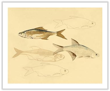 Poster Master Fish Sketch Canvas - Retro Aquatic Print - Marine Life Art - Abstract Wall Design - Ocean & Sea Art - Minimal Beach or Lake House Wall Decor - 12x16 ROLLED Canvas