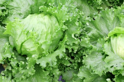 1000 Samen Eisberg Salat Great Lakes 118 Eissalat Salatsamen Iceberg Lettuce