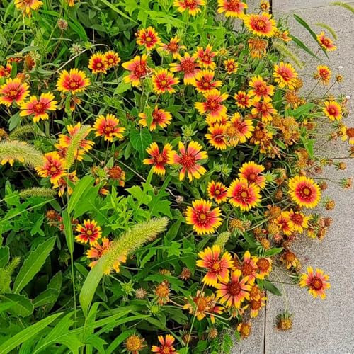 kokardenblume staude winterhart samen - gartenpflanzen winterhart mehrjährig winterharte stauden für pralle sonne gartenpflanzen winterhart bio samen bio saatgut alte sorten 800pcs