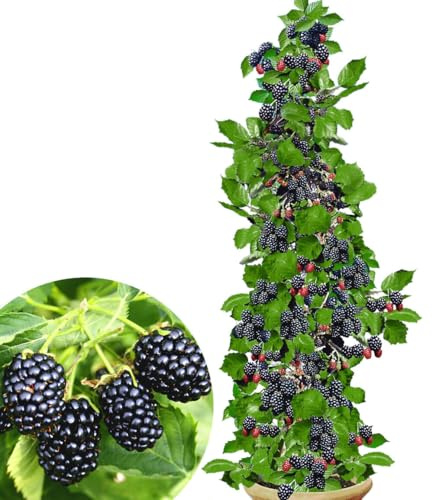 BALDUR Garten 2x Säulen-Brombeeren Navaho® 'Big&Early' dornenlos, Pflanzen im 2-Liter Containertopf, Rubus fruticosa Säulenobst, Beerenobst, Brombeerpflanze, winterhart, platzsparende Säulen