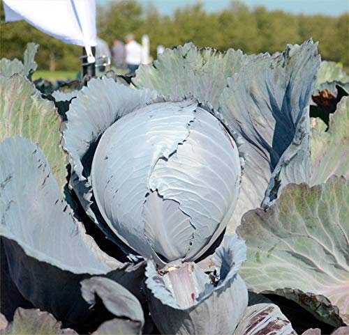 Buy4seeds 50 Seeds Cabbage Rococo f1 Useful for Garden and Outdoor