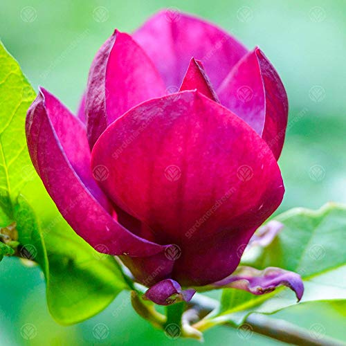 Magnolia 'Genie' | Albero di Magnolia Tulipano Viola | Albero Ornamentale | 5-6ft