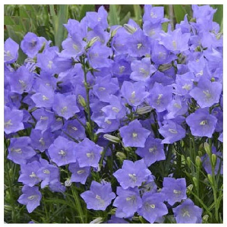 Campanula persicifolia 'Blue' / Fairy Bell Flower/Hardy Perennial/Seeds