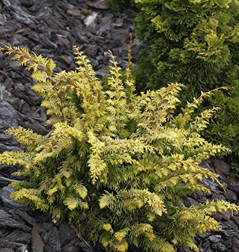 Hinoki Zypresse Fernspray Gold 20-25cm - Chamaecyparis obtusa
