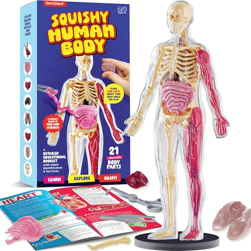 Human Anatomy Squishy Body Model - STEM Science Kits for Boys & Girls