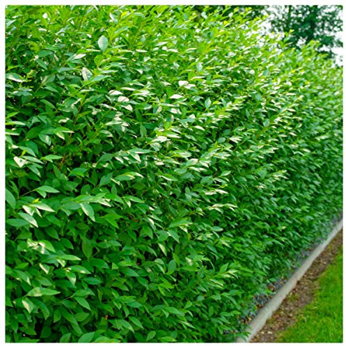 1 Wild Privet Hedging Ligustrum Plant Hedge 40-60cm,Quick Growing Evergreen 3fatpigs®