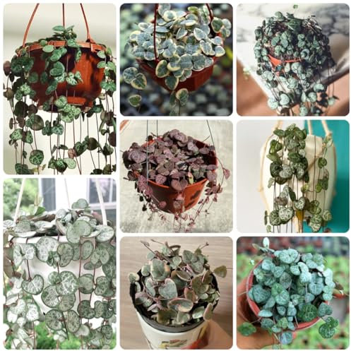 leuchterblume ceropegia woodii samen winterharte pflanzen für balkon leuchterblume kaufen green wall, pflanzen deko vine pflanzen hängend, ranke kletterpflanzen balkon pflanzen, 125pcs