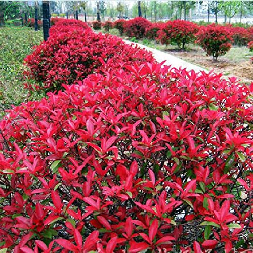 Molto Popolare Naturale Photinia Fraseri Semillas 50 piezas, Semillas famiglia delle Rosacee Fraser Photinia Albero, Semillas Piano Ornamentali Red Robin
