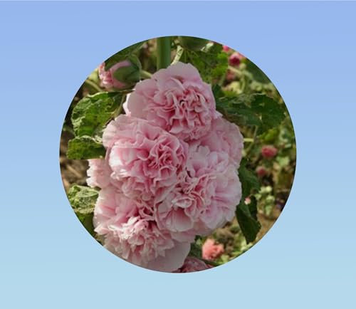 50 graines de Rose Tremiere rose clair - Alcea rosea - vivace - charter's rose