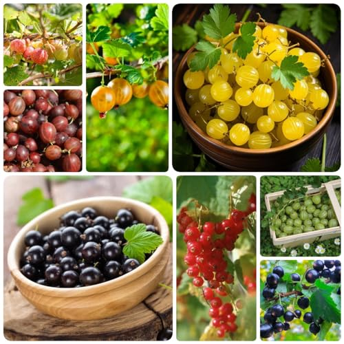50 pcs samen stachelbeeren pflanzen winterhart deko pflanzen balkon stachelbeere pflanze, bonsai bäumchen kaufen winterfeste pflanzen für balkon säulenobst obst frisch bonsai baum