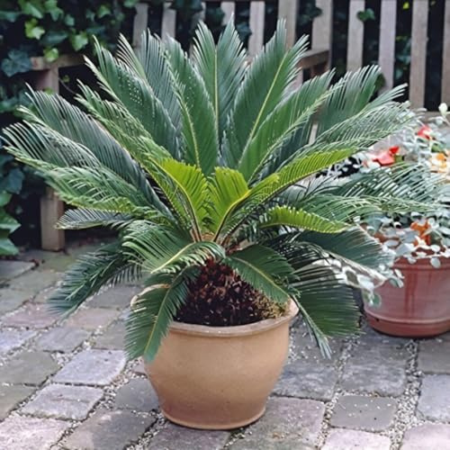 Porte Escultórico y Armónico- Frondas Elegantes y Perennes -Ideal para Climas Cálidos-Bulbos de Cicas-3 bulbos