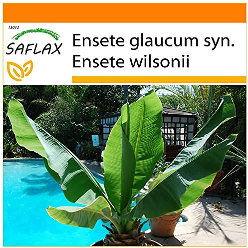 SAFLAX - Jardin dans le sac - Bananier des neiges - 10 graines - Ensete glaucum syn. Ensete wilsonii