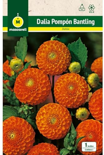 Mascarell Semillas, DALIA POM POM BANTLING, Semillas Bulbosas, Bulbos de Flores Primavera Fácil de Cultivar, Bolsa 1 Bulbo