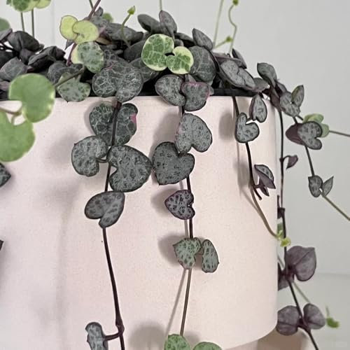 leuchterblume pflanze samen - blumen, gartenblumen mehrjährig winterhart Ceropegia woodii blüten, balkon blumen blumensaat, gartenpflanzen winterhart winterharte kübelpflanzen, flower 300pcs