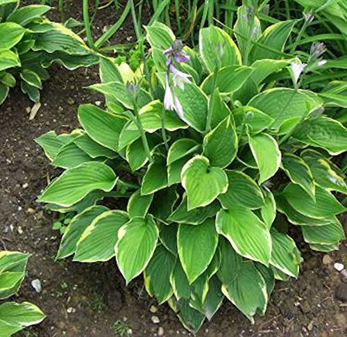 Funkie Gold Drop - Hosta cultorum