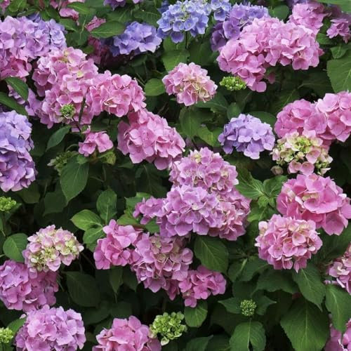 ZXZHYiYao 100pcs Graines de Fleurs d'hortensia mélangées, Hortensia mélangée Big Leaf Plantes dans des Pots, Plantes extérieures dans Le Jardin
