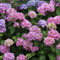 ZXZHYiYao 100 Pezzi di Semi di Fiori di Ortensia Misti, Piante a Foglie di Grandi Dimensioni di Ortensia in vasi, Piante da Esterno in Giardino