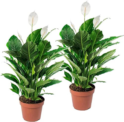 DECOALIVE Espatifilo - Pack 2 Plantas - Spathiphyllum Plantas Purificadoras del Aire