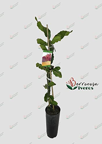 Arbol de Pitaya, Royal Red Autopolinizante Fruta del Dragón, Pitahaya Roja Viveros la Berrocosa Alt Aprox. 1m