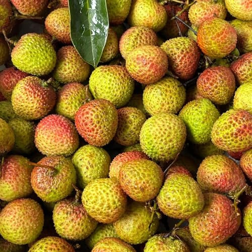 perennes resistentes espaldera semillas orgánicas de jardín columnar perennes resistentes semillas de interior oficina balcón 35pcs