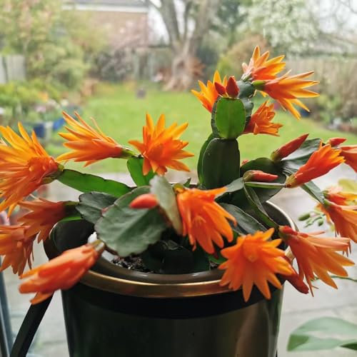 weihnachtskaktus pflanze samen - zimmerbonsai bonsai, steingartenpflanzen winterhart schlumbergera samen, deko wohnzimmer, hochbeet samen gartendeko für draußen, balkonpflanzen garten 30pcs