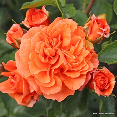 2x Rosier à fleurs groupées 'Orangerie' – Kordes Perkroos Plant-o-fix-pot | Rosier groupé, fleurs orange vives, parfait massif coloré & jardin