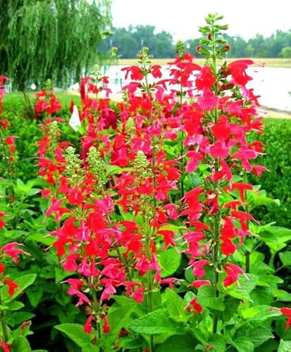 Buy4seeds Texas SAGE - Scarlet SAGE - 200 Seeds - Salvia coccinea - Annual Border Flower