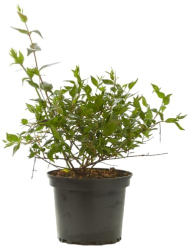 Verdecora Abelia en maceta 3L | Planta Natural de Exterior | Arbusto con Flores Aromáticas y Follaje Decorativo