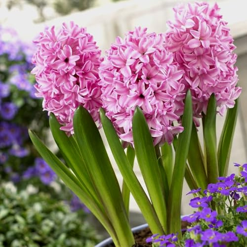 Carbeth Plants - 30 x Hyacinth Pink Pearl Spring Bulbs