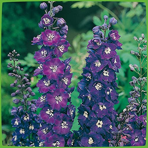 Rittersporn 'Pacific Giant'