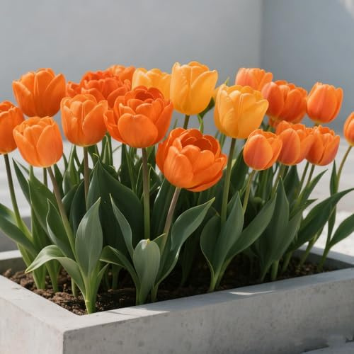 Bulbos de tulipán/Tulipán/Tulipán perenne-Decoración de jardín/Fácil de mantener/Ideal para plantar-10 Rhizomes-E