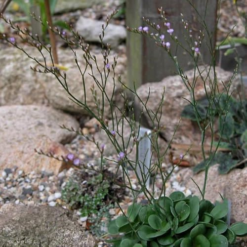 Semillas resistentes de lavanda marina silvestres para balcones, para balcones Limonium sinense de balcón, exóticas resistentes aromáticas, 120pcs