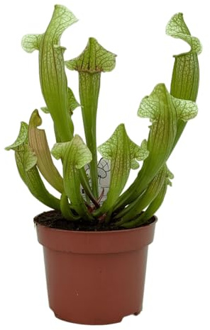 Vandas Sarracenia Pianta Carnivora Vaso 12 cm Mangia Insetti per Interni ed Esterni Facile da Coltivare Made in Italy