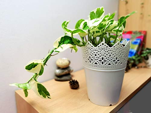 Easy Plants® 1 x Devil's Ivy Golden Pothos Ivy Arum Plant in White Floral Pot