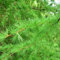 Larice giapponese Larice giapponese Semi Bonsai Conifera aspetto invecchiato Corteccia solcata confezione da 1000 semi