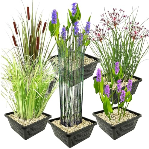 Vdvelde.com - Wasserpflanzen Set - 6er Set mit 24 Teichpflanzen für Teichzone - Komplettset mit Pflanzkorb, Substrat & Dünger - Teichpflanzen für 1-20 cm Tiefe