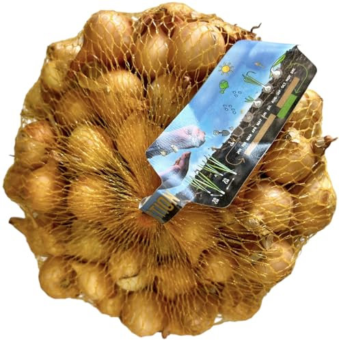 KOVA® 2x 250g Steckzwiebeln Stuttgarter Riesen gelb Mild scharfe Gemüsezwiebel Gelbe Zwiebeln in hoher Qualität zum Pflanzen im Herbst, kein Samen, Steckzwiebel im Netz + 1 Bildmagnet