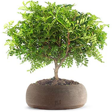 Super Pepe Bonsai Altezza 35 cm, Pianta Vera, per Interno, Vaso Artigianale in Terracotta - Marrone
