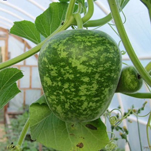 Palm Beach Medicinal Herbs - Big Apple Gourd - Packet of 10 Seeds