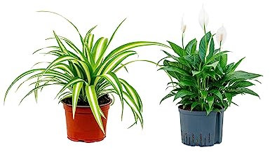 2 x Air Purifying Plants Spider Plant Chlorophytum, Spathiphyllum Peace Lily in 10-12 cm pots