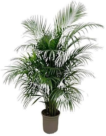 Dypsis Lutescens (Areca) 150 cm - ø24