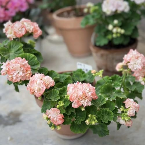 semi di geranio da giardino roccioso resistenti gerani pelargonium appesi all'esterno resistenti all'esterno primaverile, 10pcs