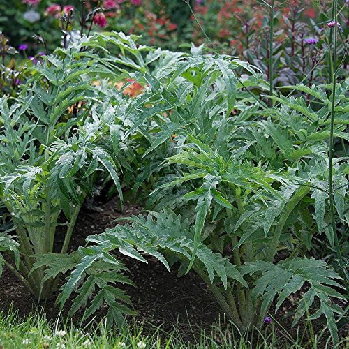 GardenersDream Cardoon Common Plant - Outdoor Garden Ready Fresh Herb Planter - Grow Your Own Herb for Cooking - Outdoor Plant for Gardens (12-20cm incl. 8cm Pot)