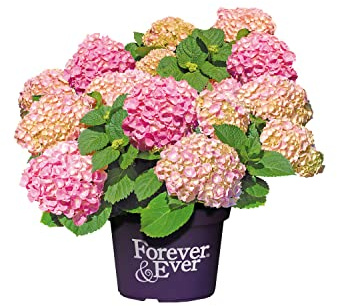Planta NATURAL con Flores Rosas - Hortensia