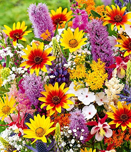 BALDUR Garten Stauden-Mix Joie de Vivre,11 Knollen