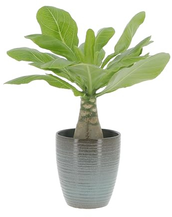 KENTIS - Brighamia Insignis Palma delle Hawaii - Piante Vere da Interni Succulenta - Pianta da Appartamento Ornamentale - H 30/40 cm Vaso Ø 12 cm (Brighamia Insignis, Vaso in Ceramica Wild Sea)